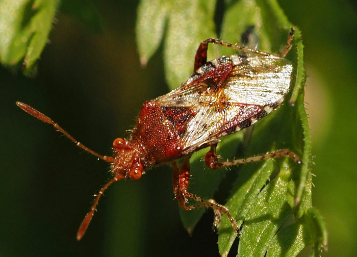 Hellbraune Glasflügelwanze, Rhopalus subrufus Hellbraune Glasflügelwanze, Rhopalus subrufus